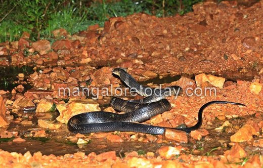 King Cobra